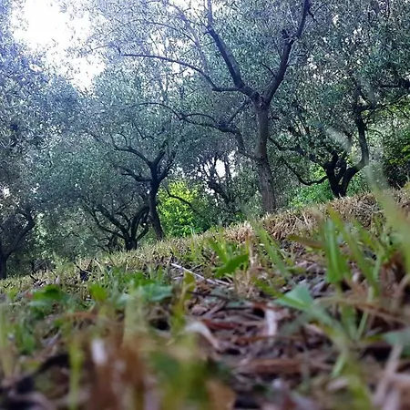 Al Profumo D'ulivo *