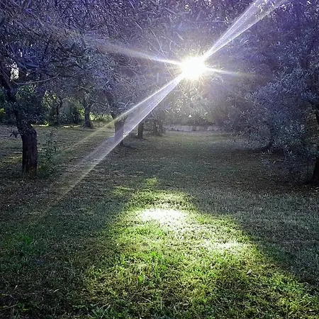 Al Profumo D'ulivo Apartment