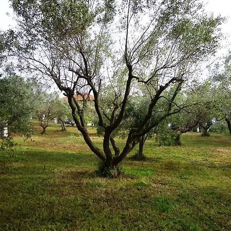 Apartamento Al Profumo D'ulivo