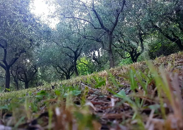 Al Profumo D'ulivo *